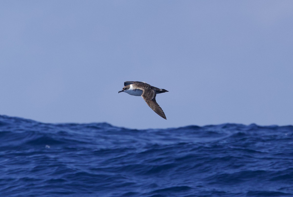 Puffin majeur - ML638340513