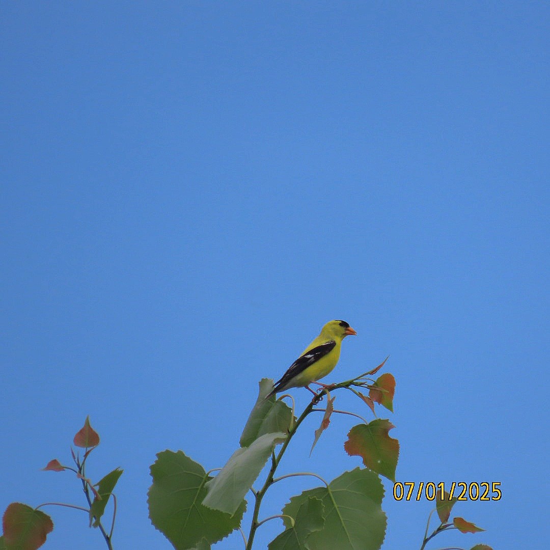 Chardonneret jaune - ML638340526
