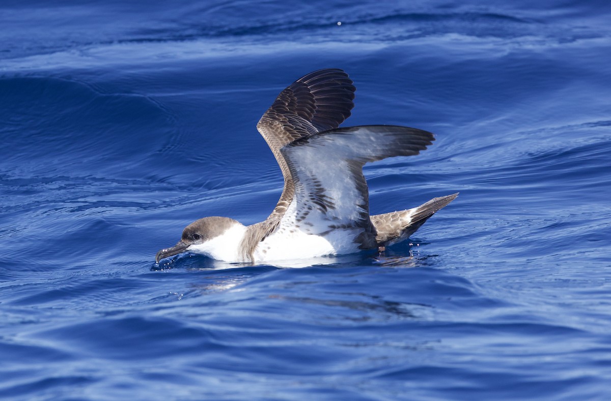 Puffin majeur - ML638340536