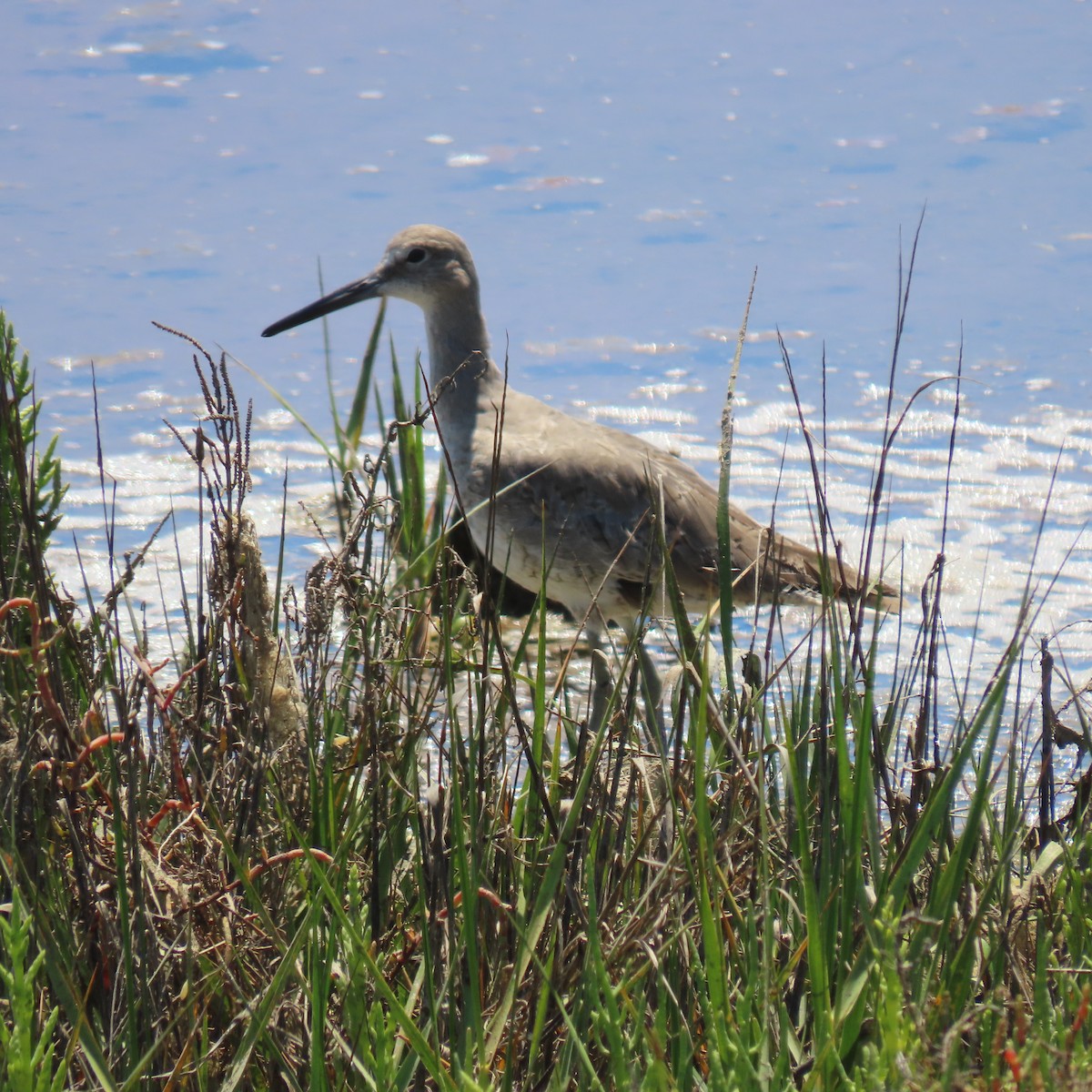Willet - ML638340537