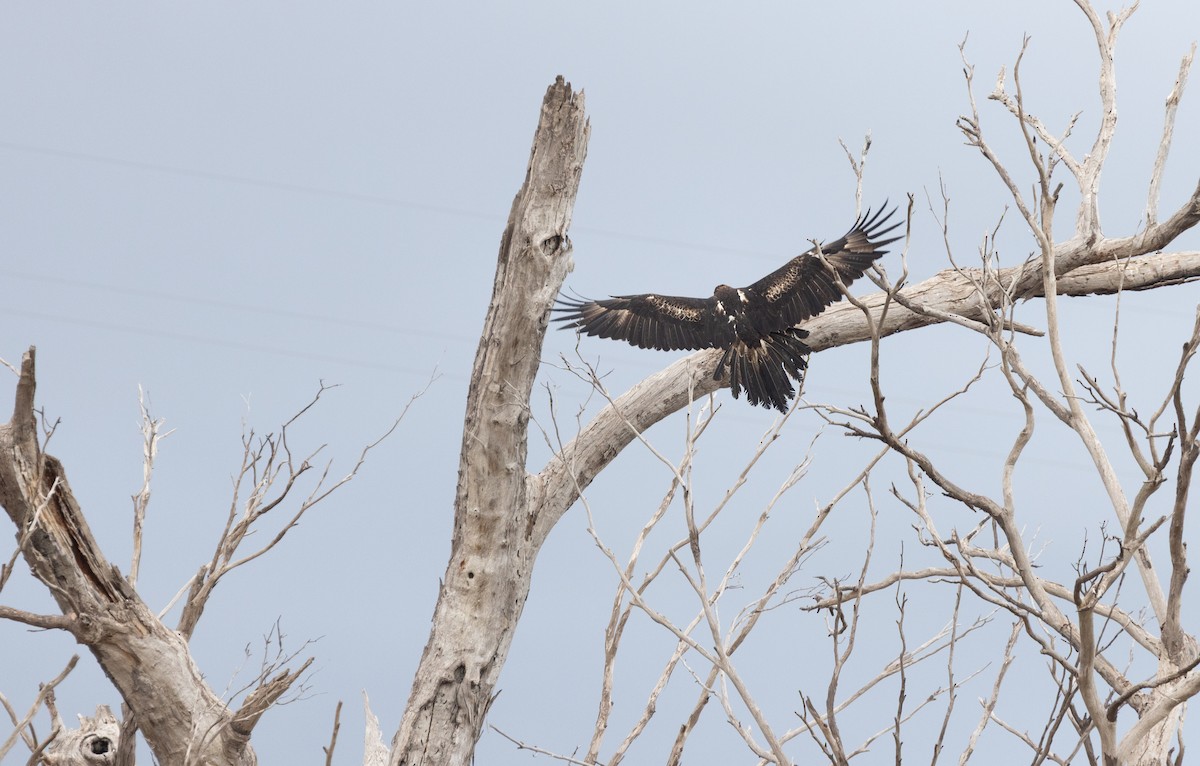 Wedge-tailed Eagle - ML638340559