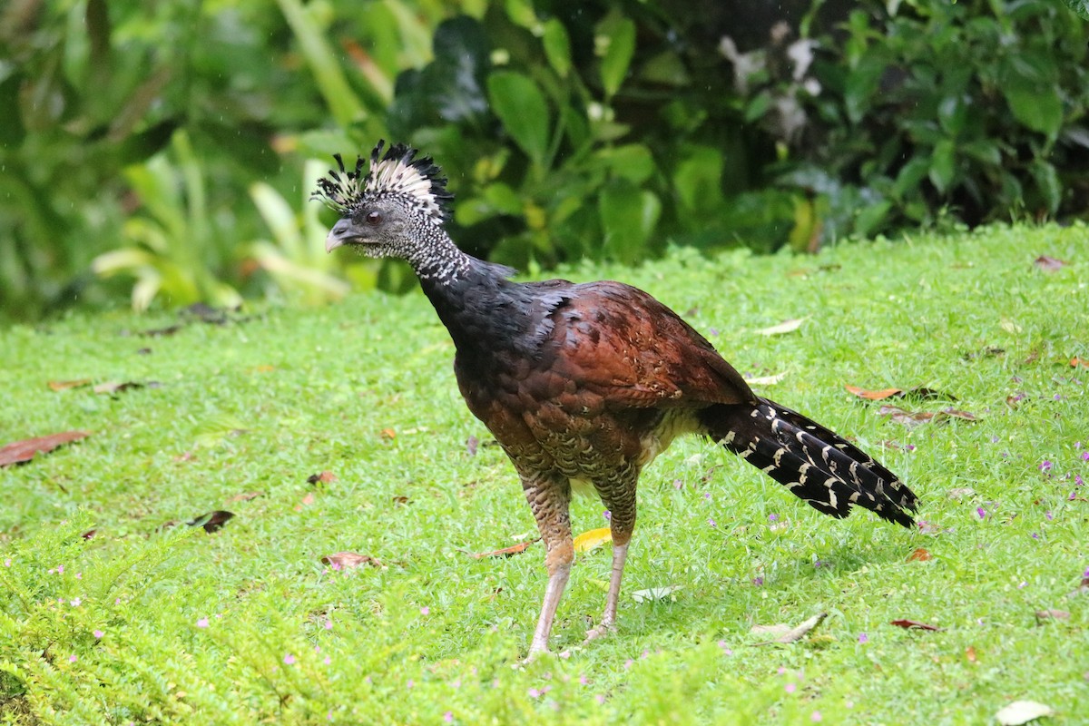 Kıvırcık Hokko - ML638340564