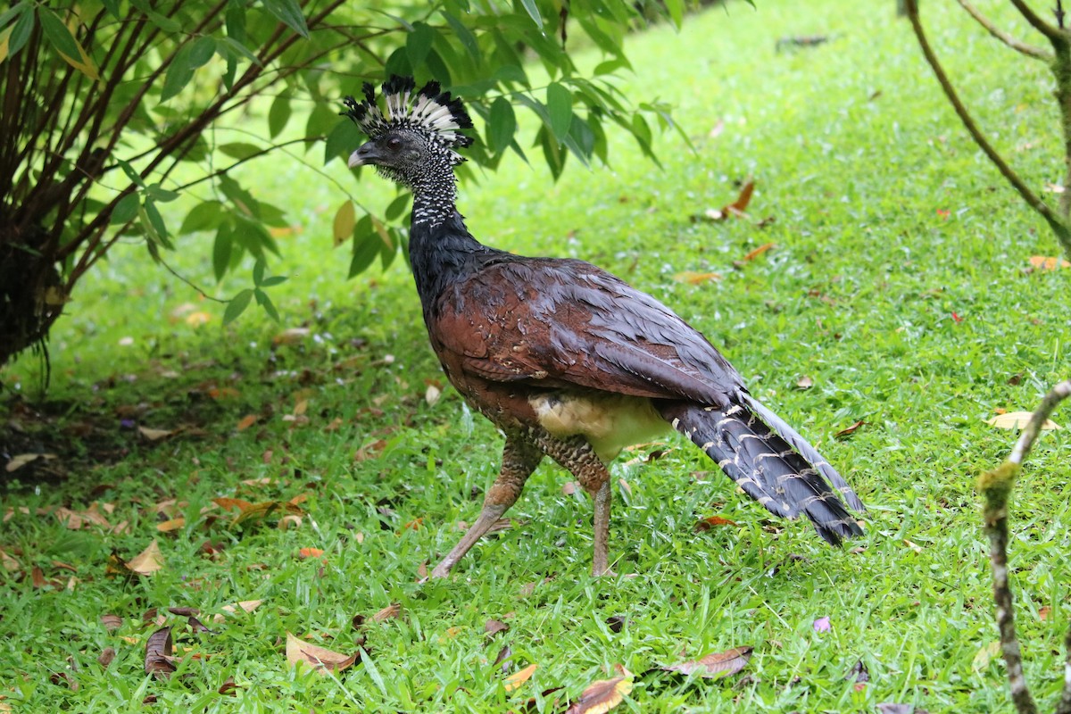 Kıvırcık Hokko - ML638340565