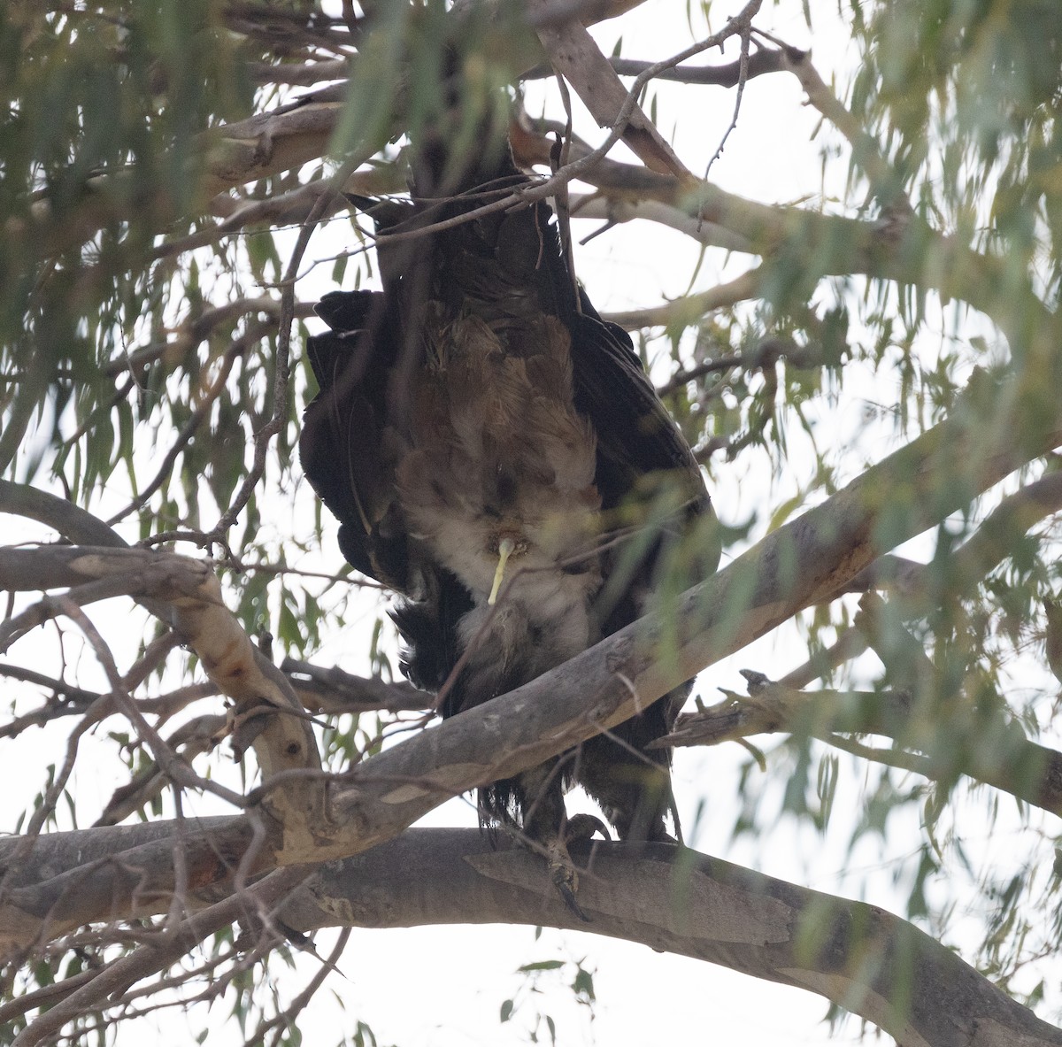 Wedge-tailed Eagle - ML638340569
