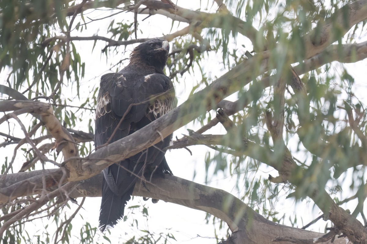 Wedge-tailed Eagle - ML638340570