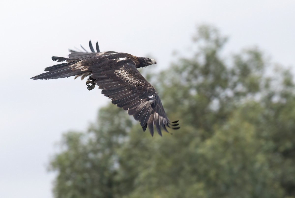 Wedge-tailed Eagle - ML638340577