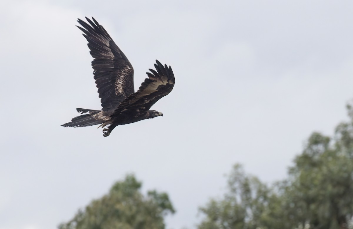 Wedge-tailed Eagle - ML638340580