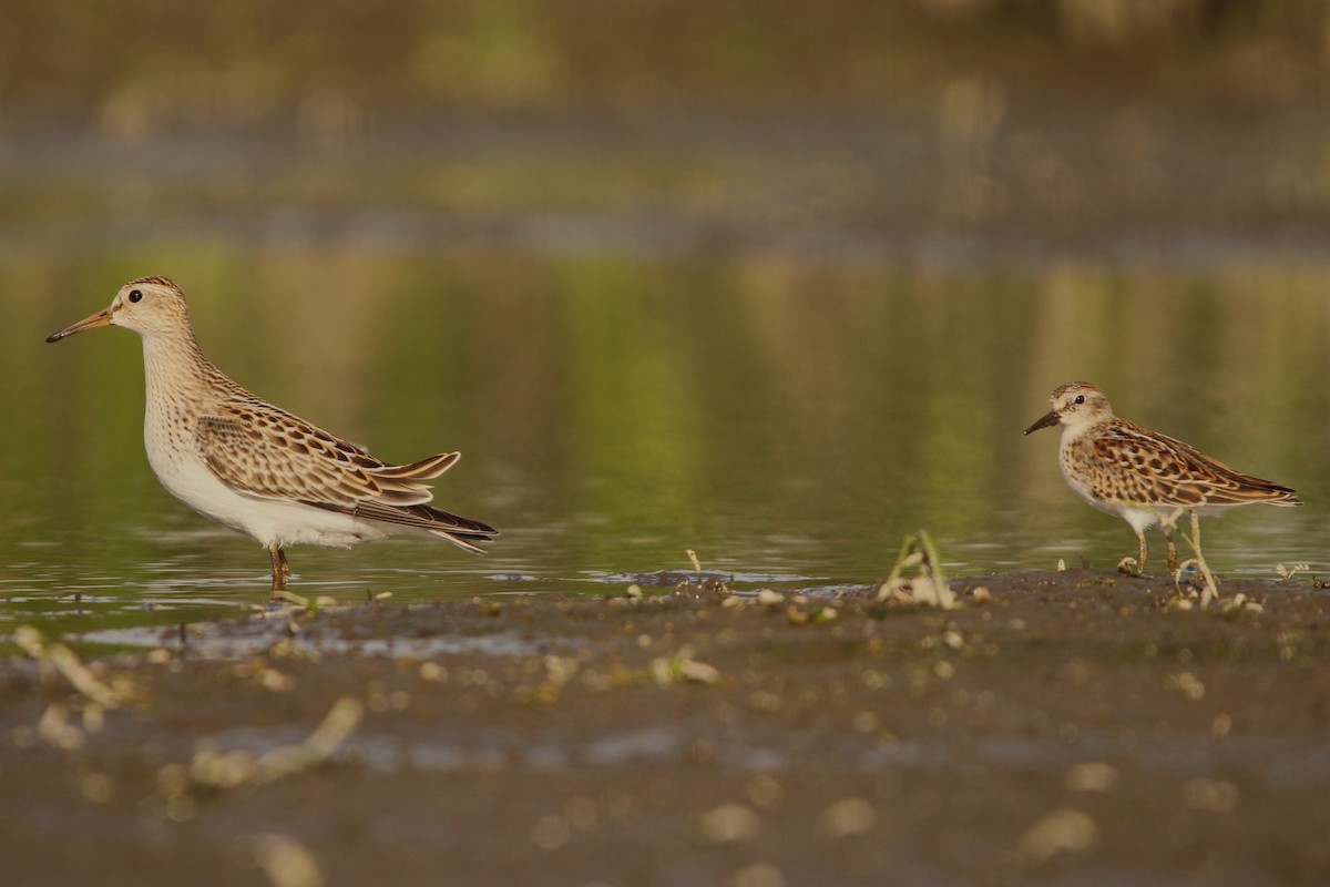 pygmésnipe - ML638340628