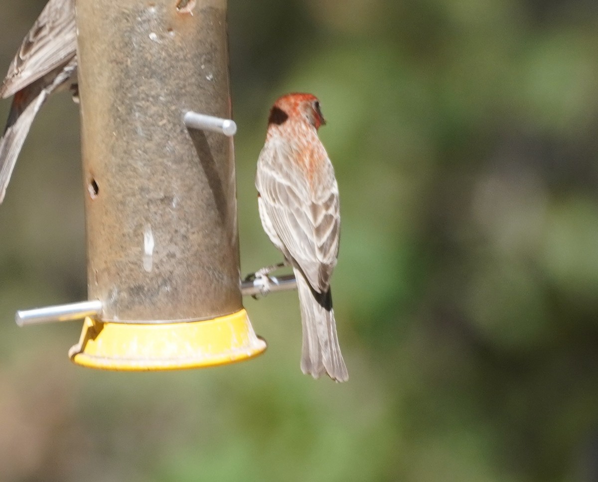 House Finch - ML638340660