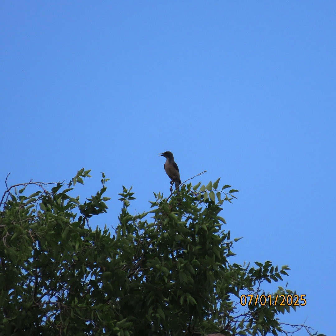 Woodhouse's Scrub-Jay - ML638340664
