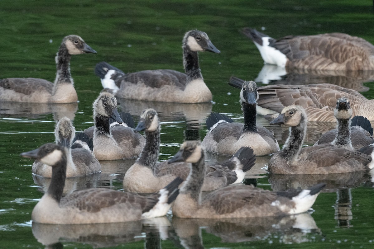 Canada Goose - ML638340673