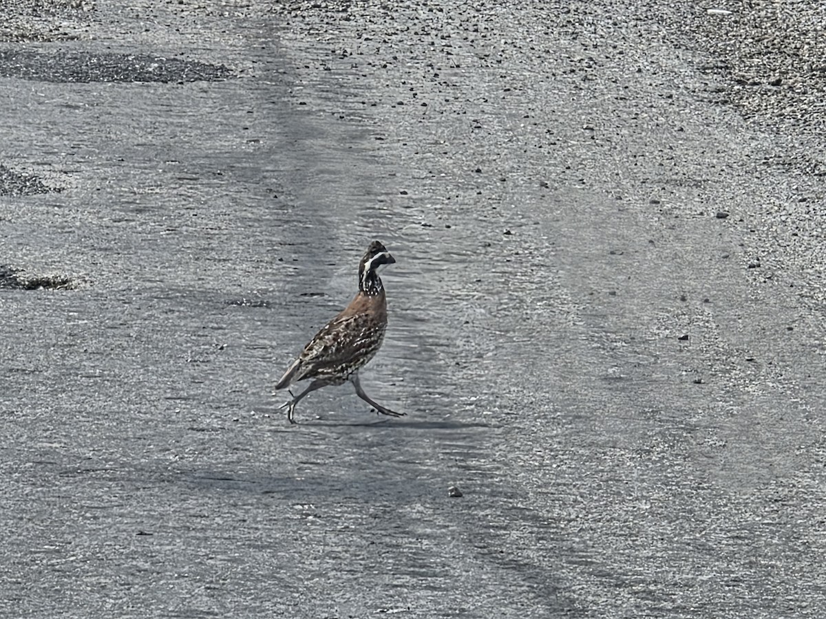 Northern Bobwhite - ML638340689
