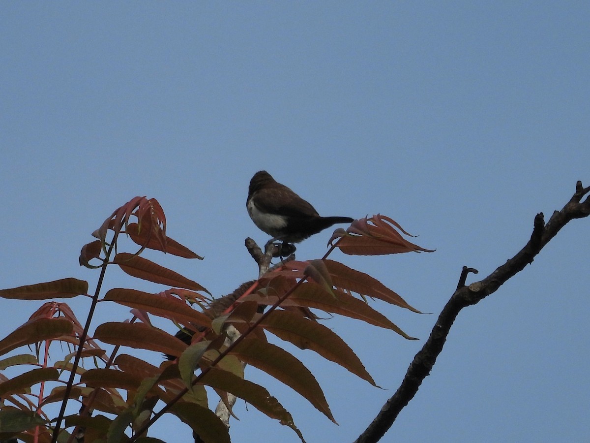 Javan Munia - ML638340694