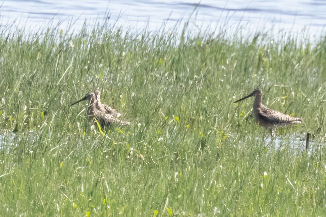 Short-billed Dowitcher - ML638340696