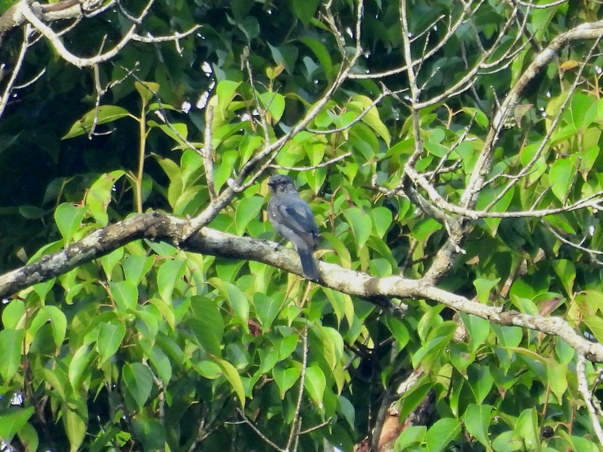 Lesser Cuckooshrike - ML638340698