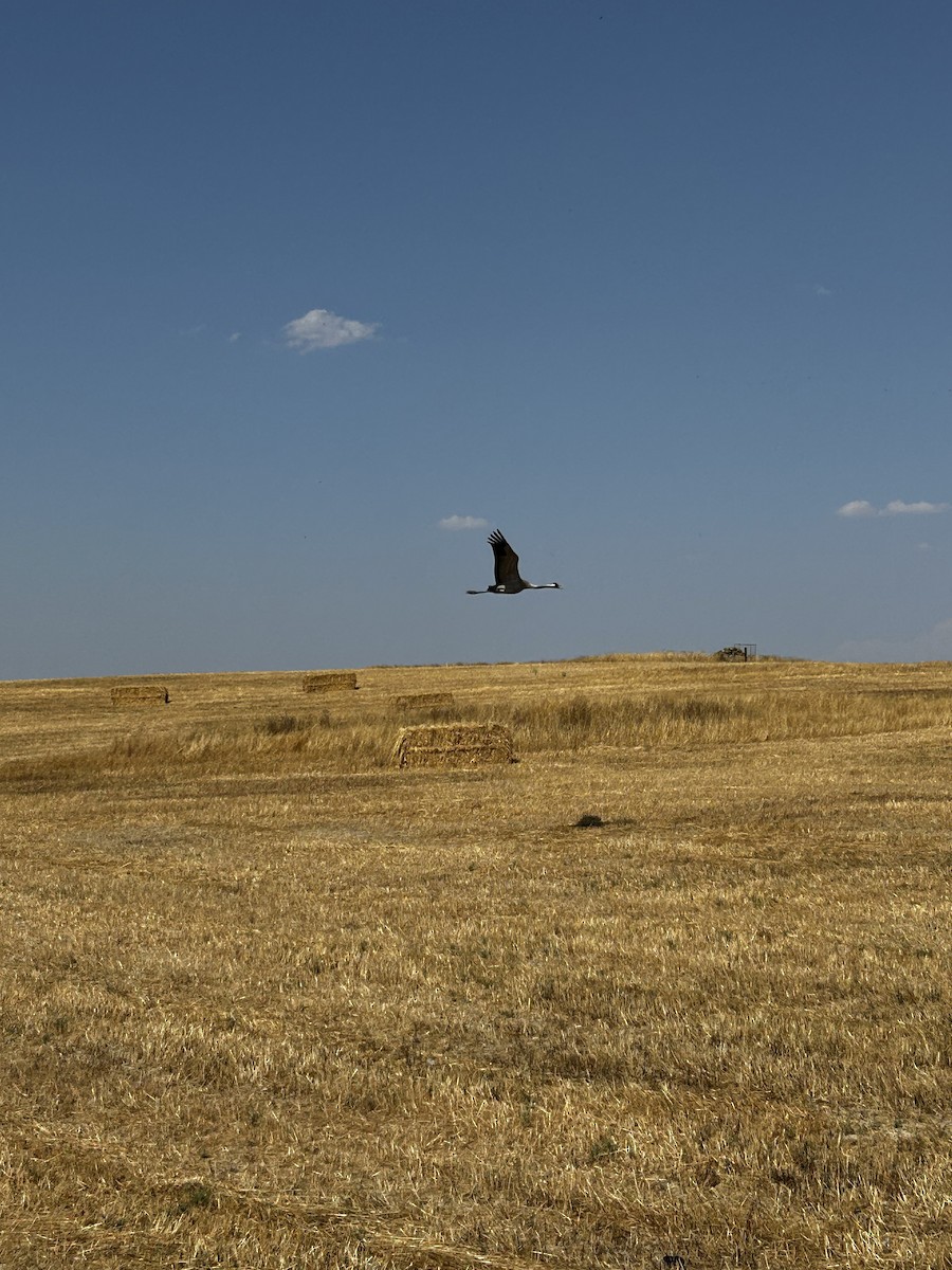 Common Crane - ML638340701