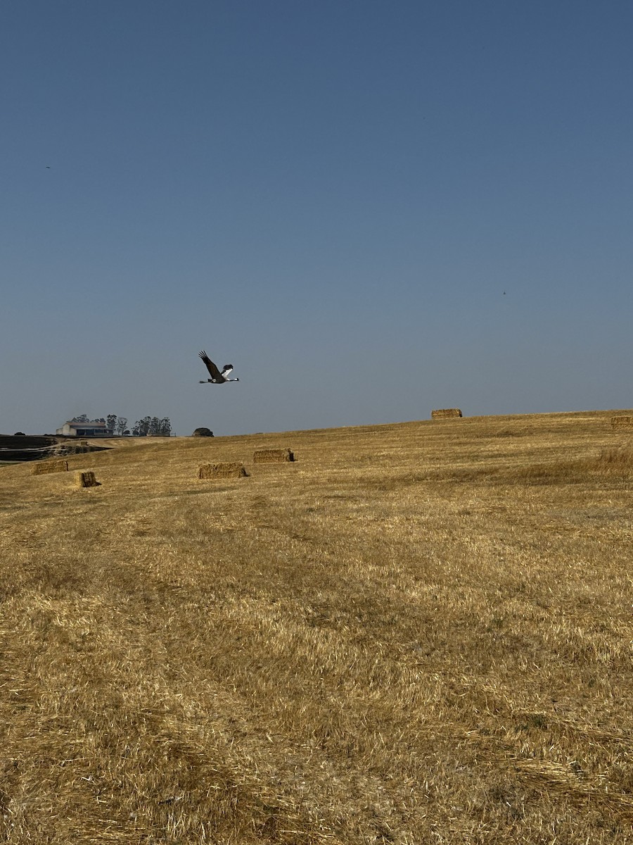 Common Crane - ML638340702