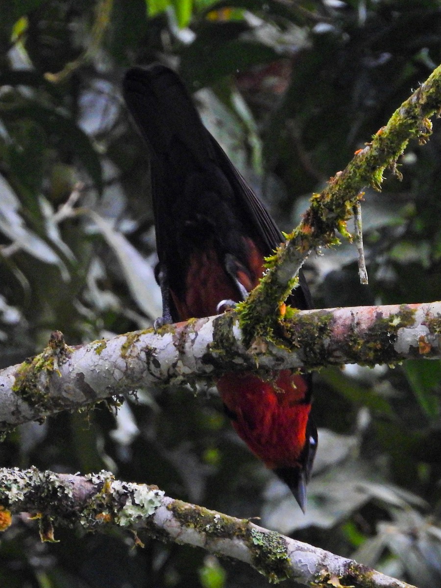Red-ruffed Fruitcrow - ML638340709