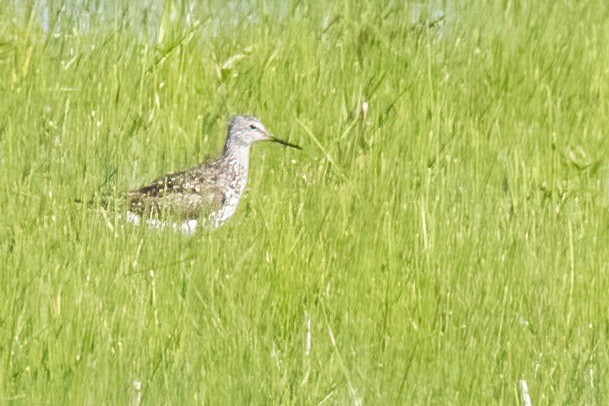 gulbeinsnipe - ML638340715