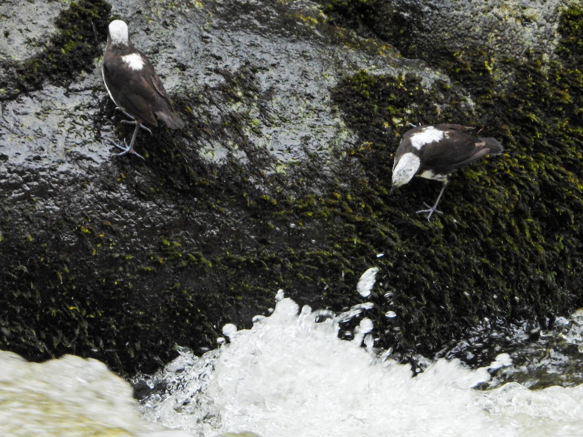White-capped Dipper - ML638340725