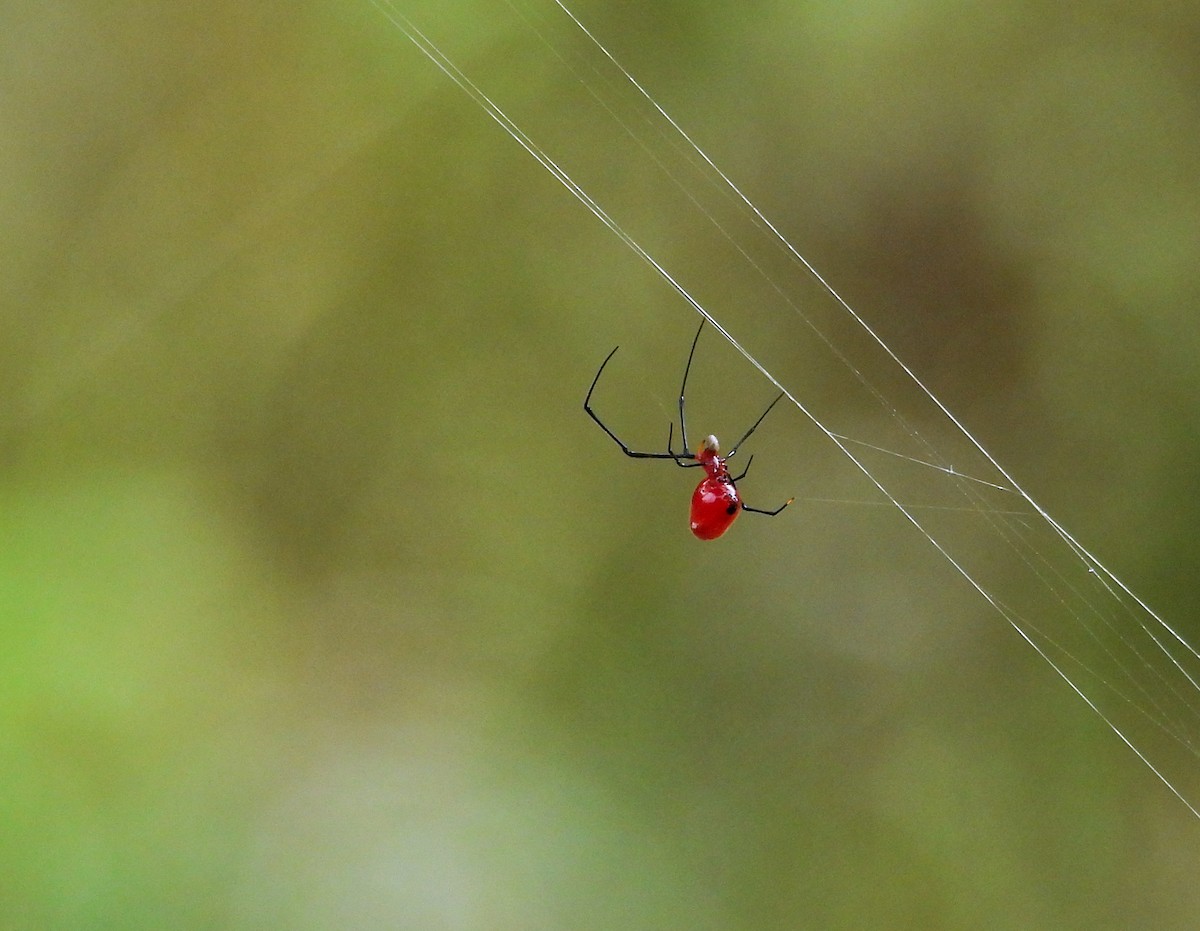 Arachnids - ML638340731