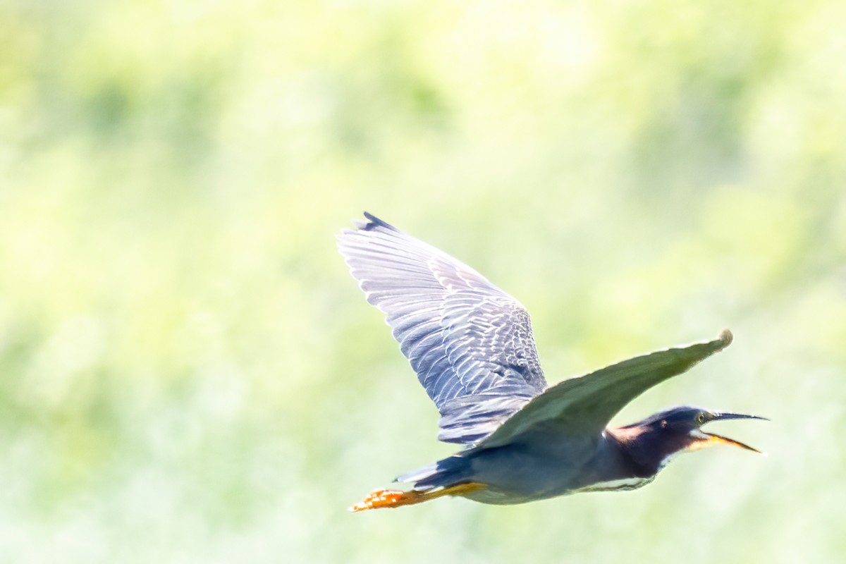 Green Heron - ML638340748
