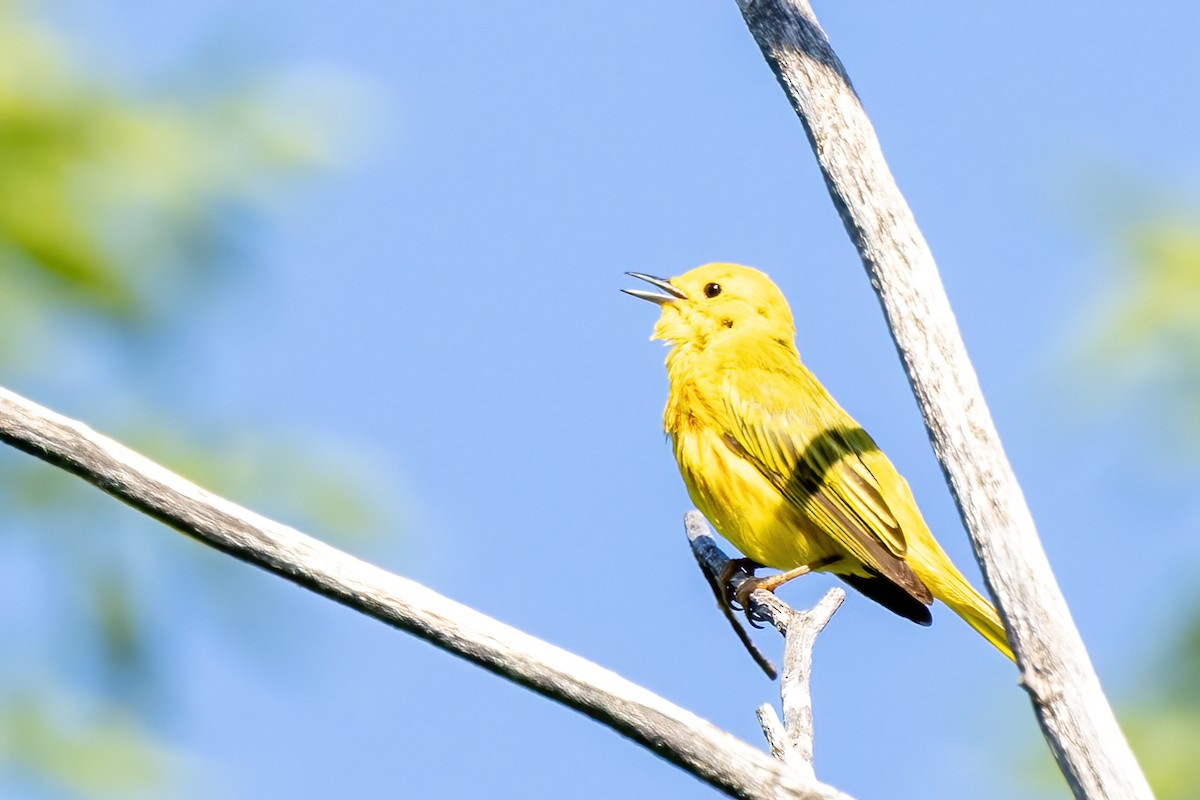 Yellow Warbler - ML638340766