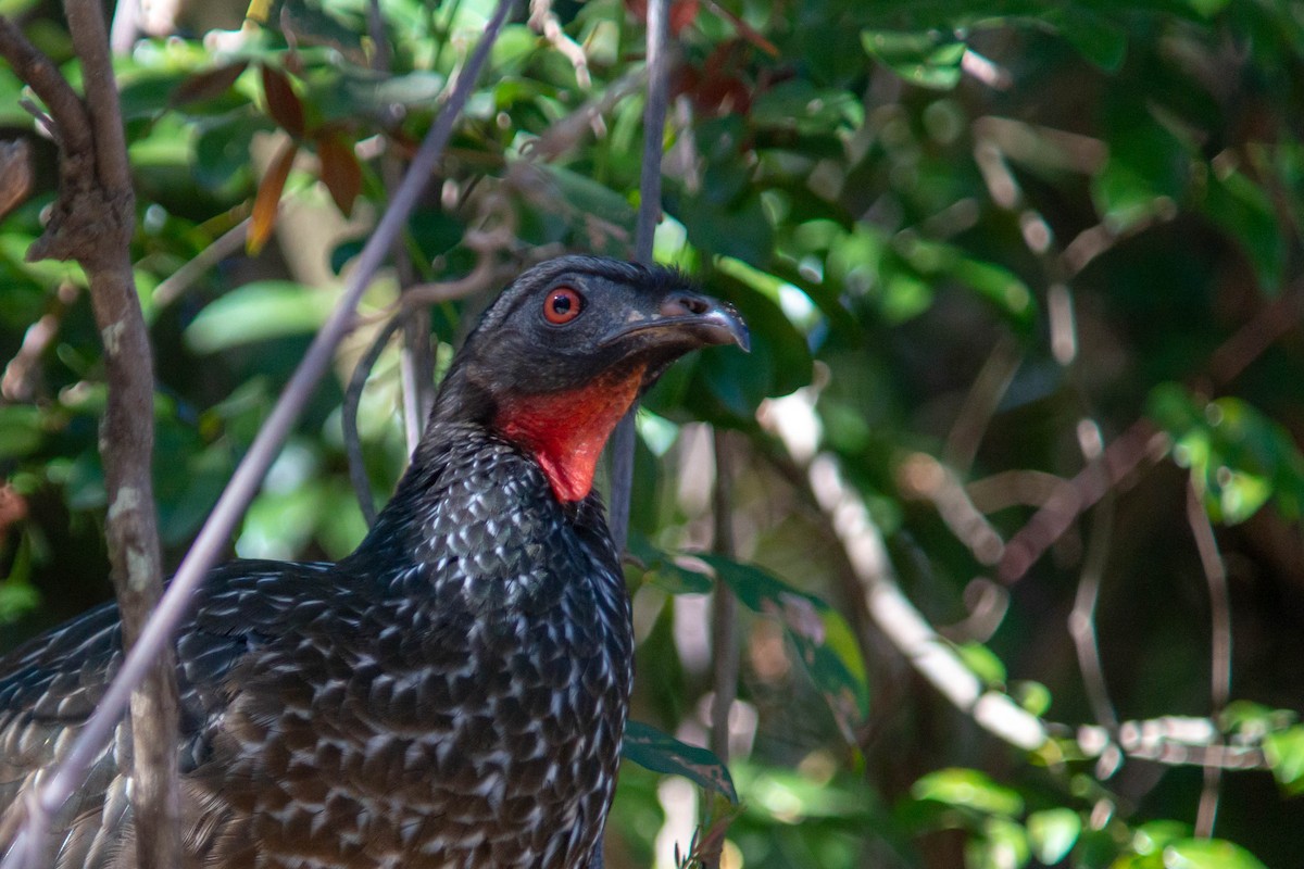 Dusky-legged Guan - ML638340767