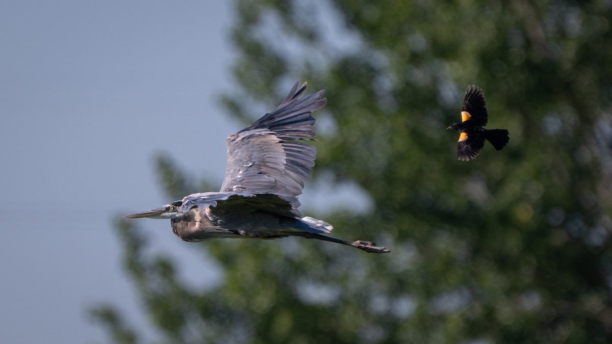 Red-winged Blackbird - ML638340768