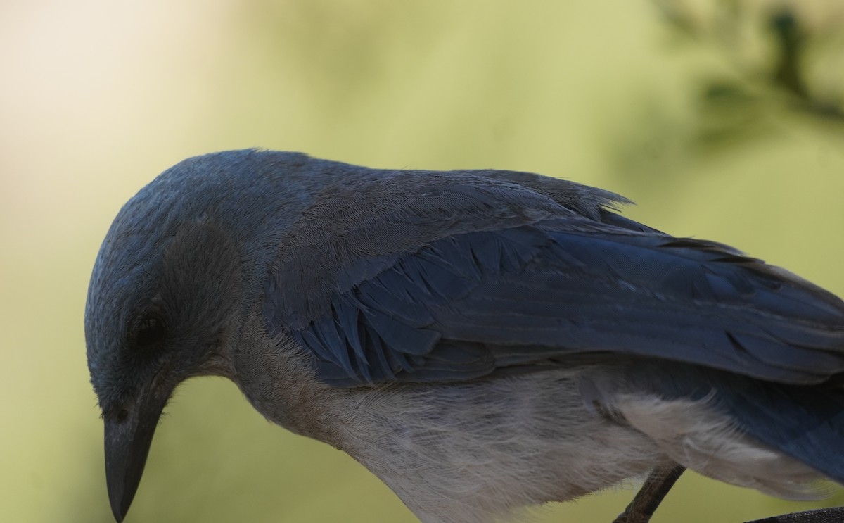 Mexican Jay - ML638340778