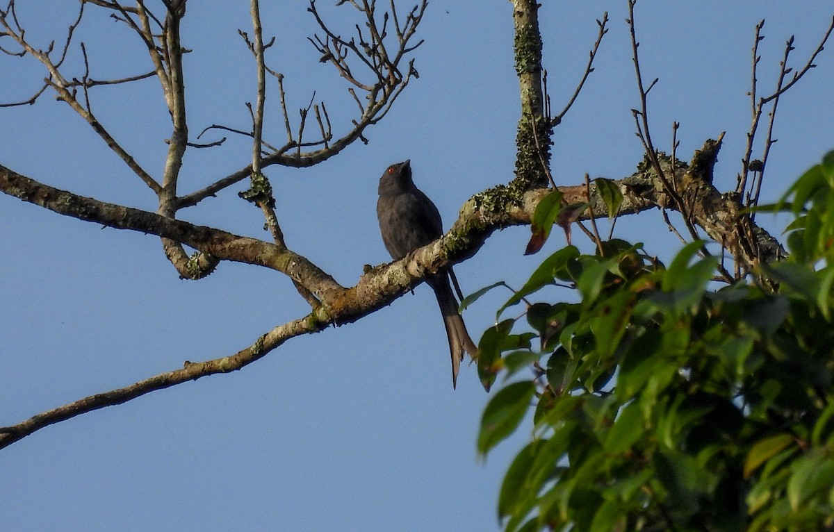 askedrongo - ML638340782