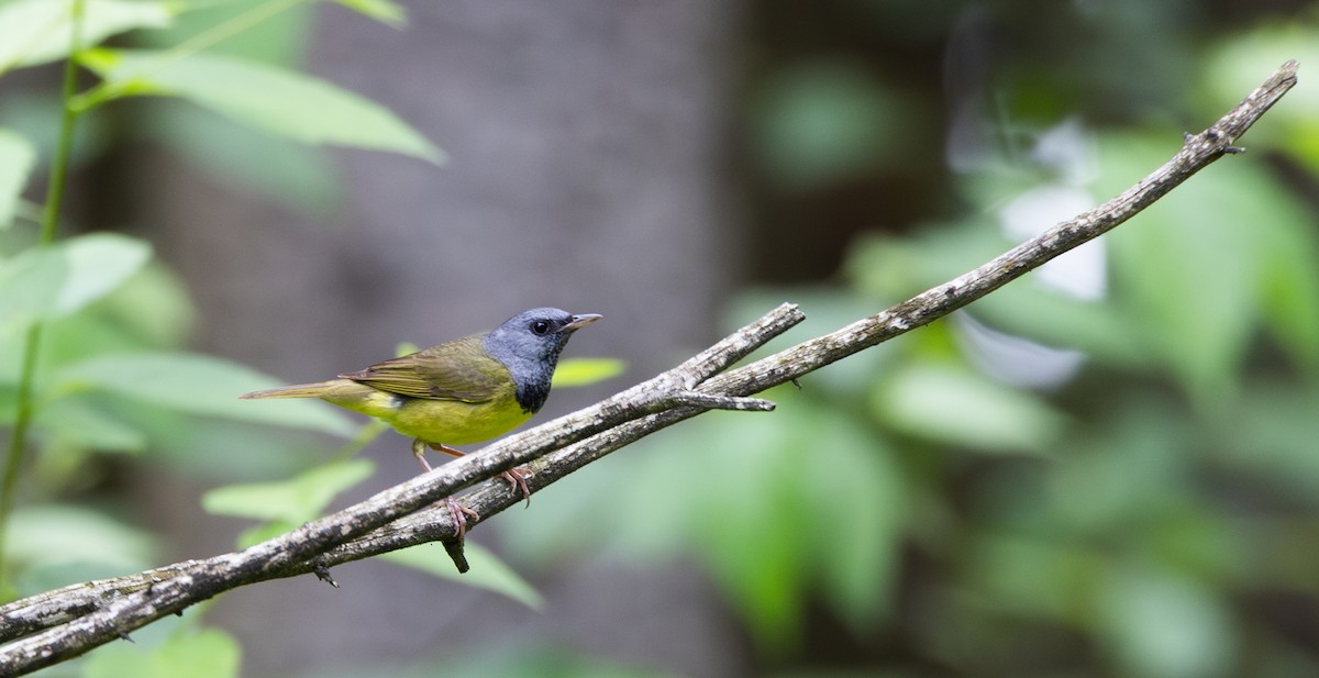 Mourning Warbler - ML638340786