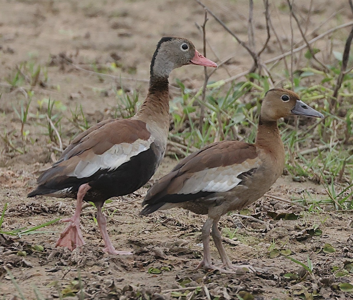 Black-bellied Whistling-Duck - ML638340788