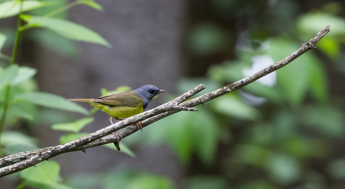 Mourning Warbler - ML638340789