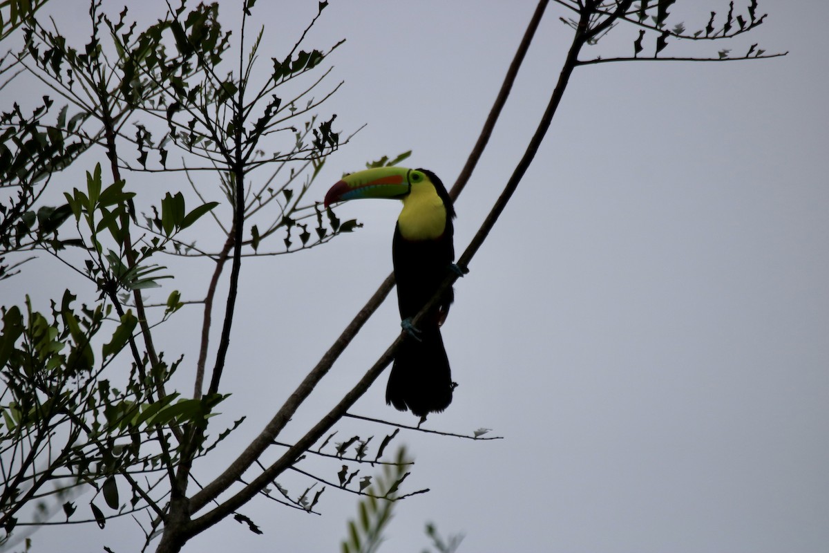 Keel-billed Toucan - ML638340793