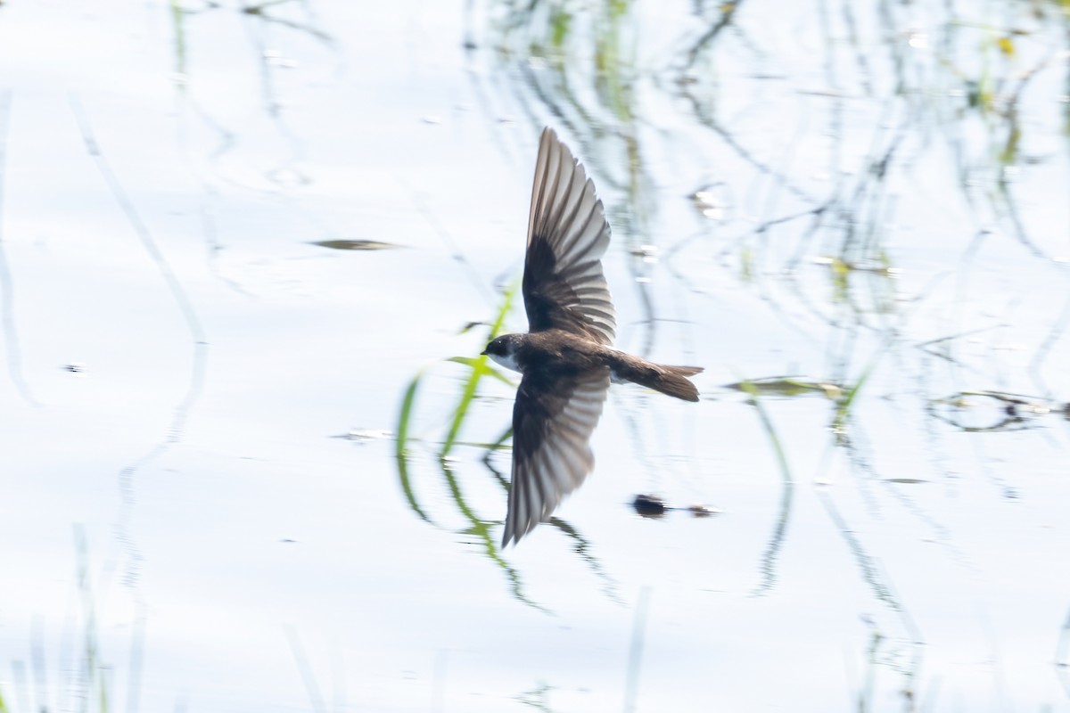 Tree Swallow - ML638340796