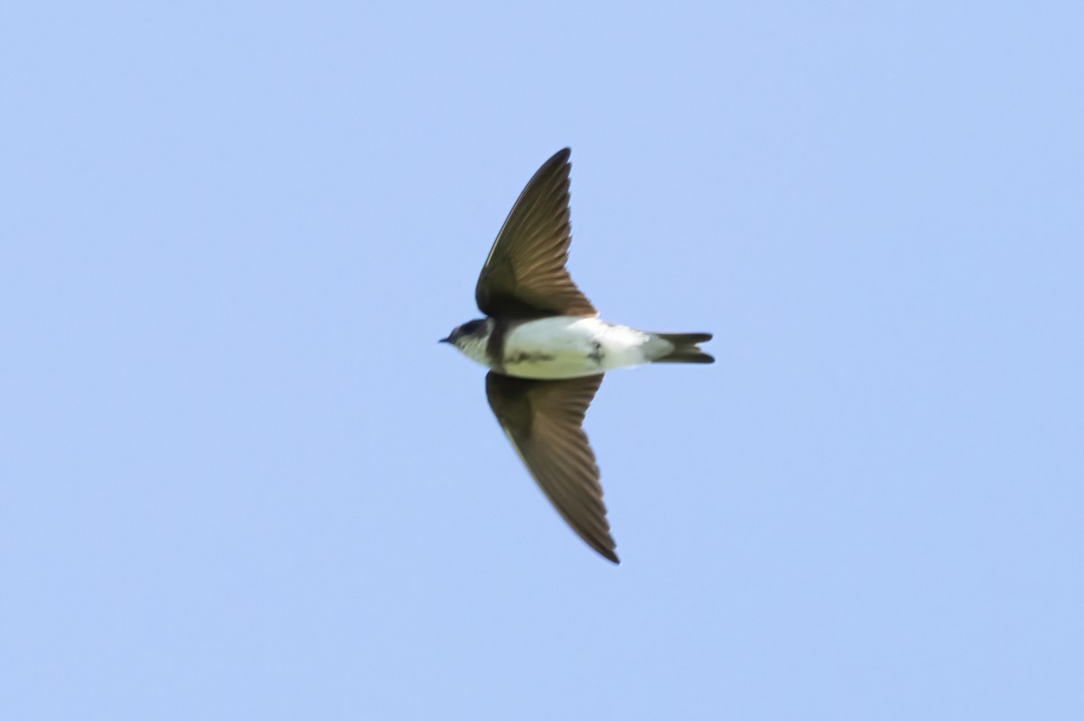 Bank Swallow - ML638340800
