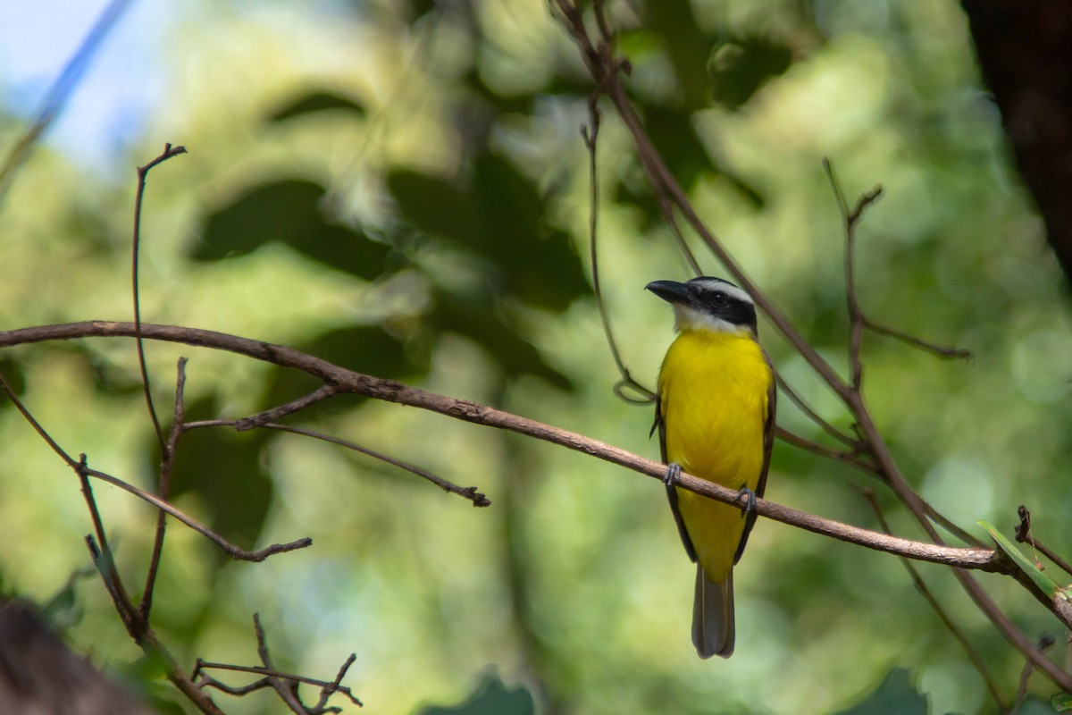Boat-billed Flycatcher - ML638340801