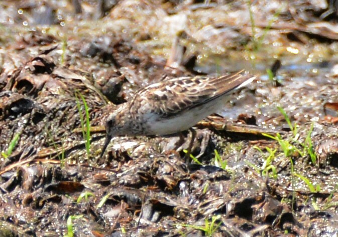 pygmésnipe - ML638340803