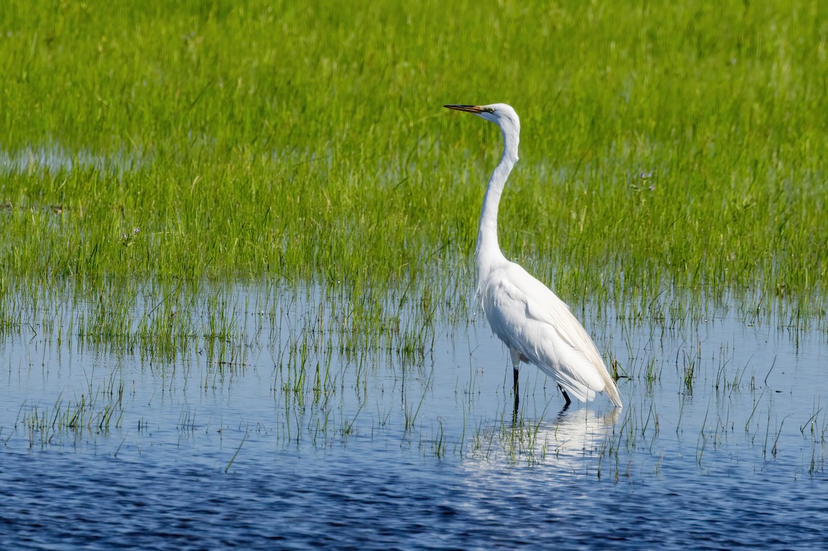 Great Egret - ML638340806