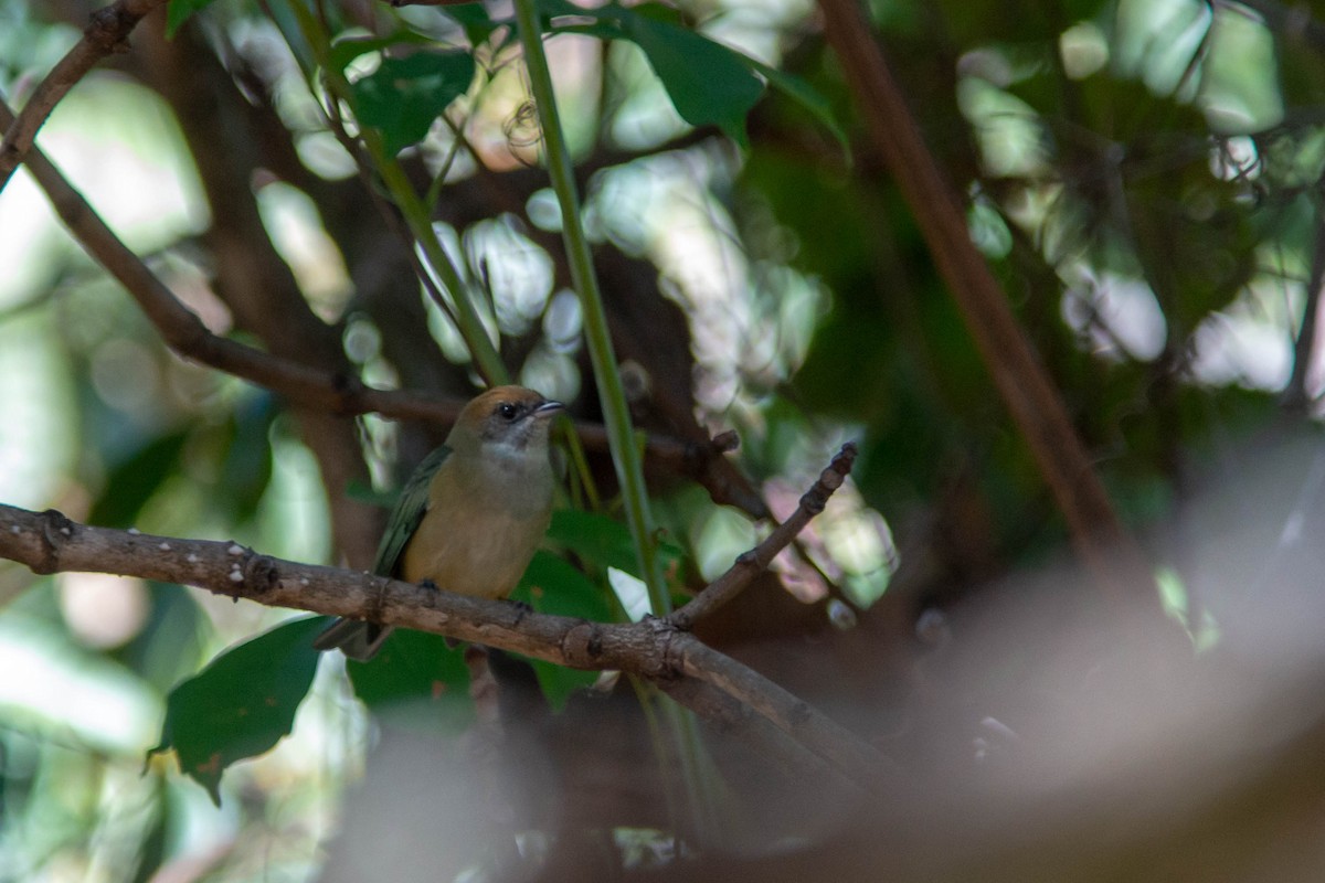 Burnished-buff Tanager - ML638340809