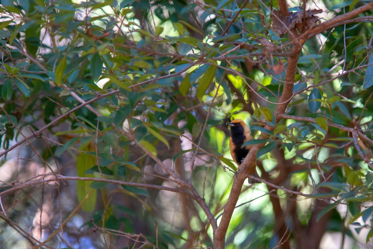 Burnished-buff Tanager - ML638340810