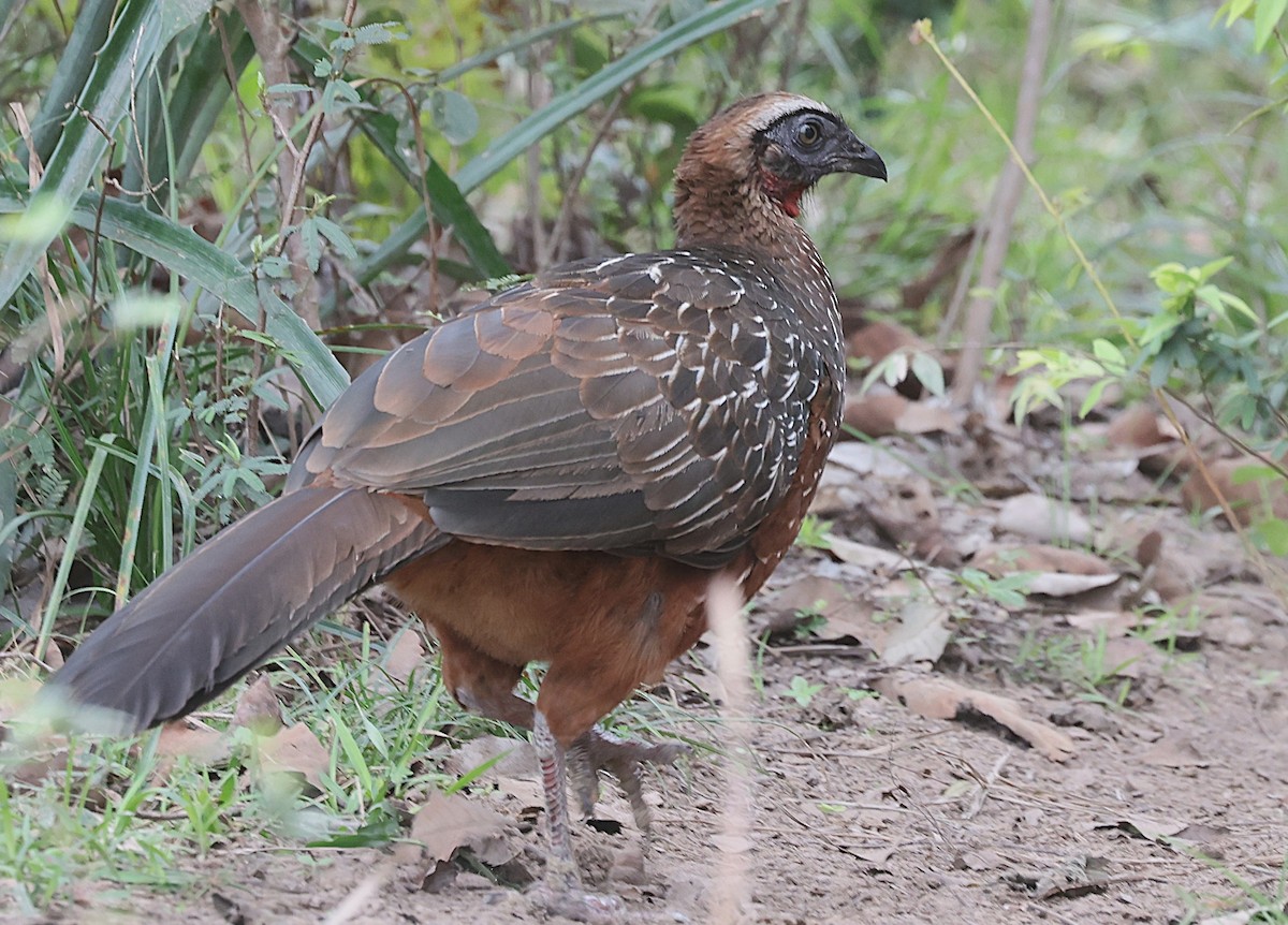 Chestnut-bellied Guan - ML638340811