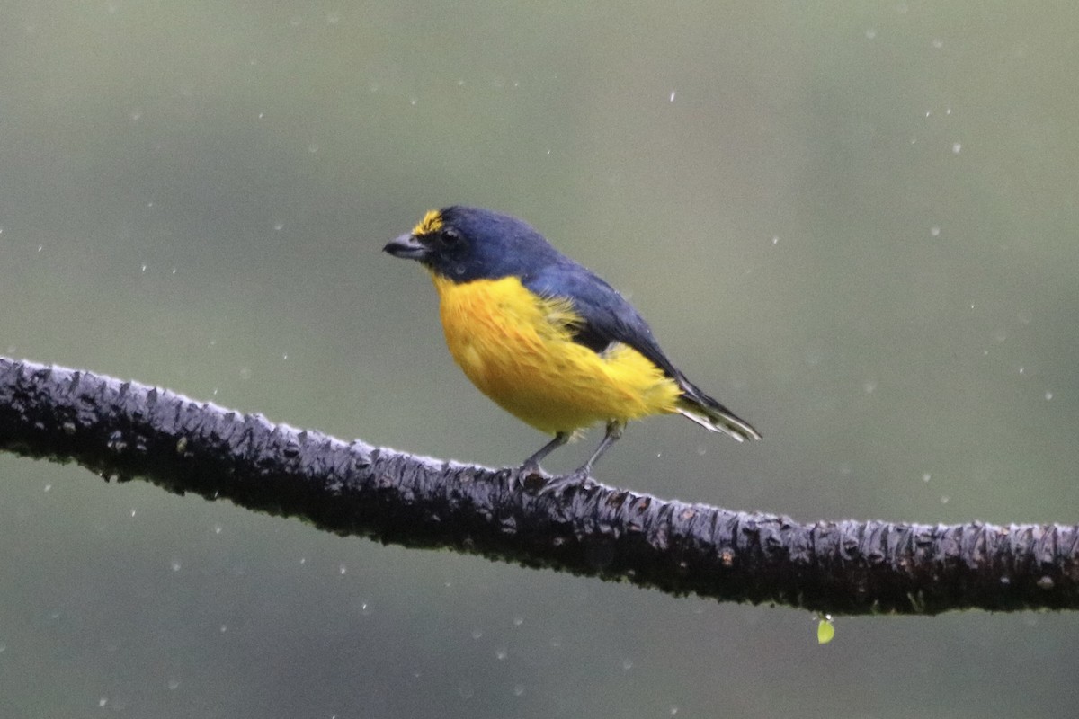 Yellow-throated Euphonia - ML638340812
