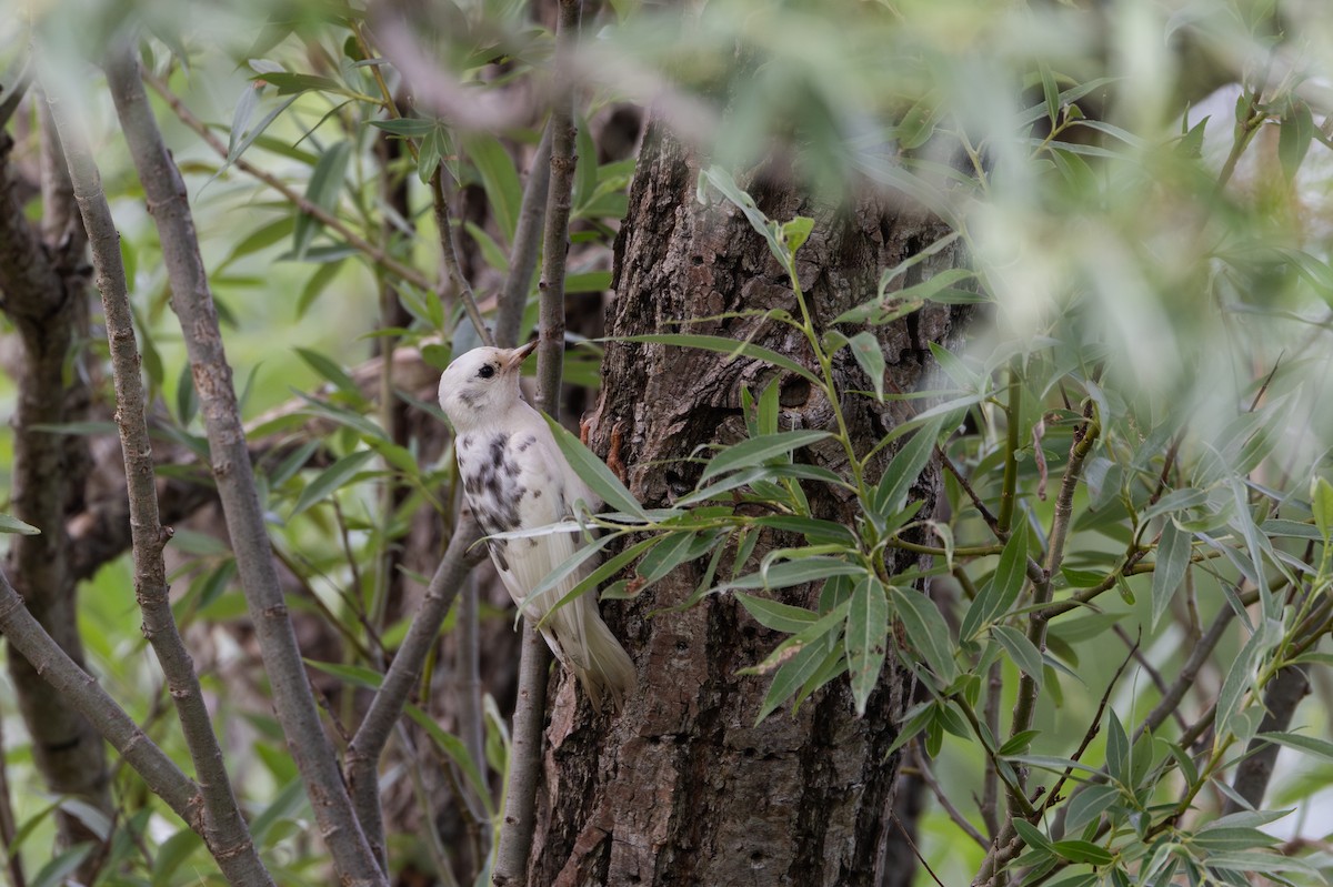 Downy Woodpecker (Eastern) - ML638340816