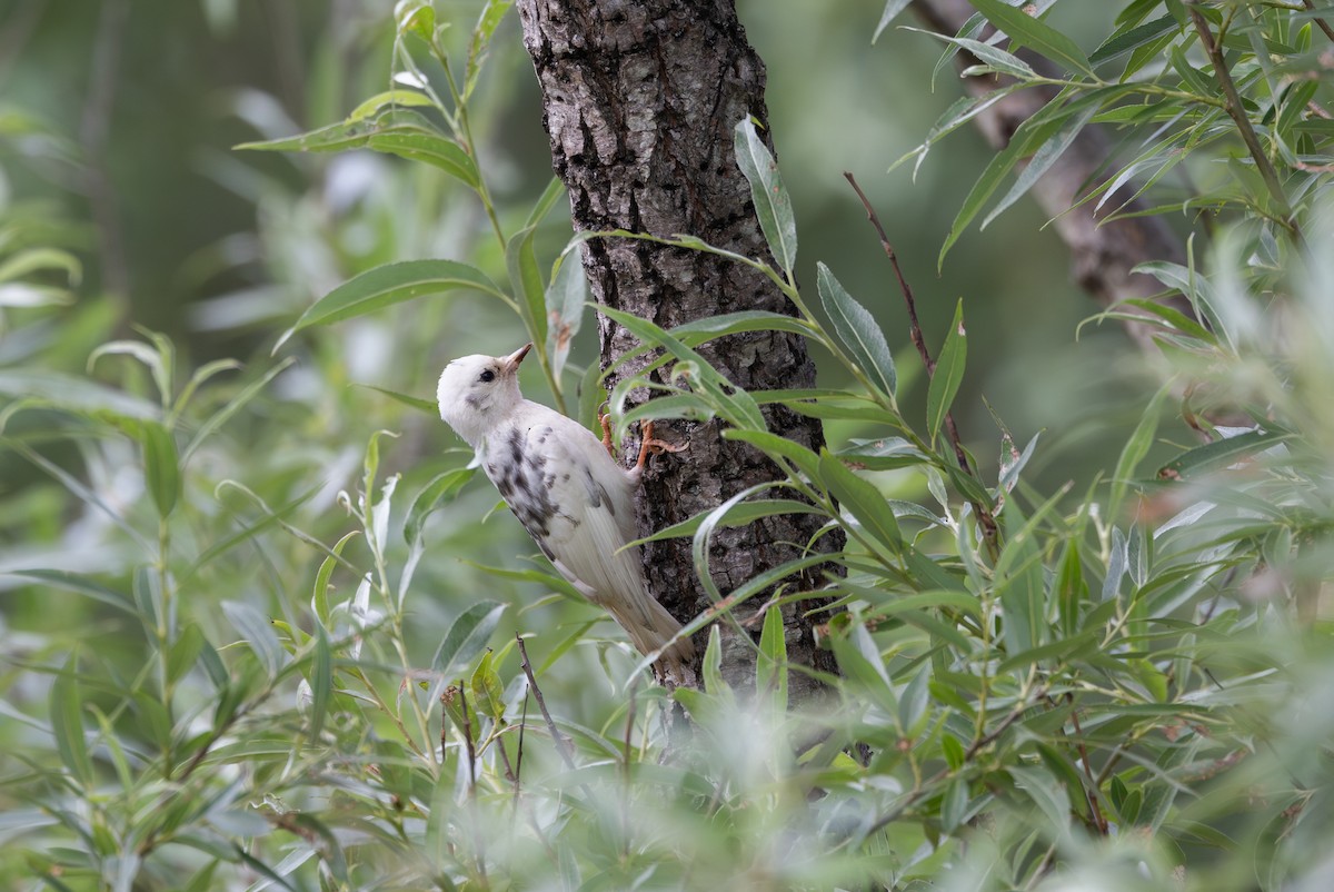 Downy Woodpecker (Eastern) - ML638340817