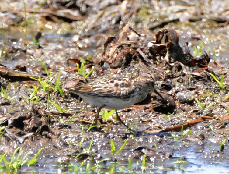 pygmésnipe - ML638340819