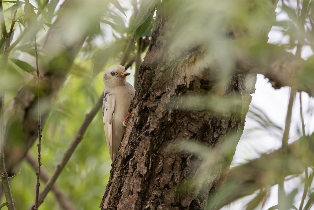 Downy Woodpecker (Eastern) - ML638340821