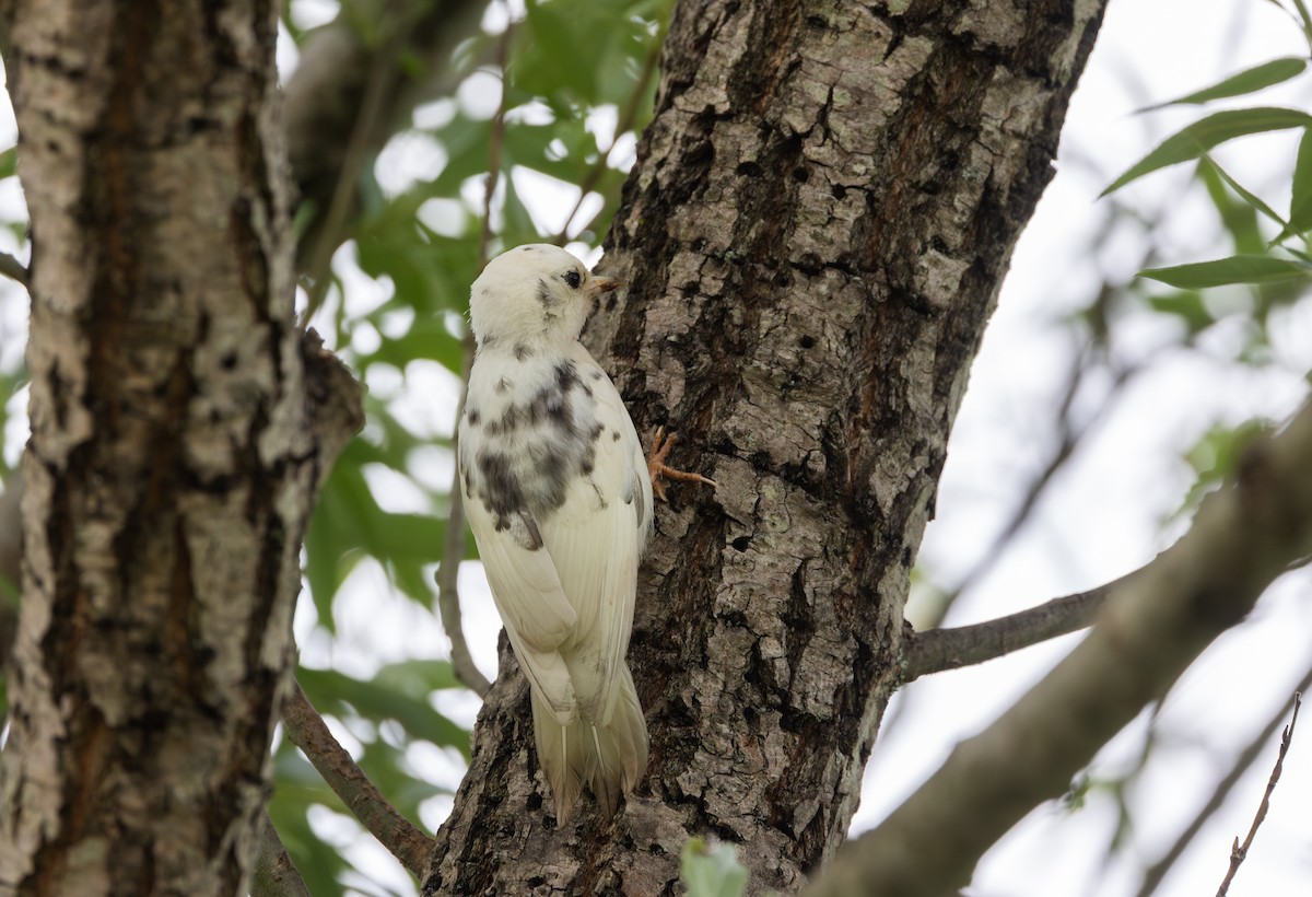 Downy Woodpecker (Eastern) - ML638340823