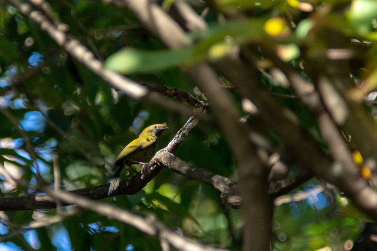 Helmeted Manakin - ML638340826